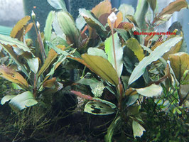 Bucephalandra 'Sakura Pink'