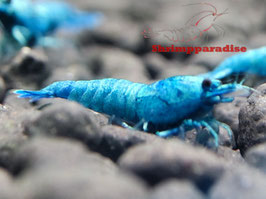 Blue Bolt (high grade)