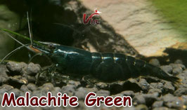 Malachite Green