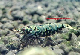 High grade metallic boa