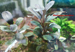 Bucephalandra 'Red Black'