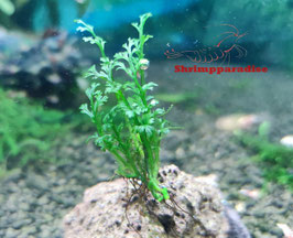 Bolbitis Baby leaf