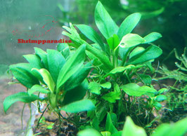 Anubias pangolino