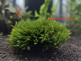 Fissidens Hontonoichi