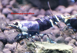 Purple metallic nanashi (12 garnalen)
