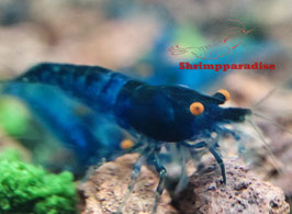 Blue Dream Orange Eye