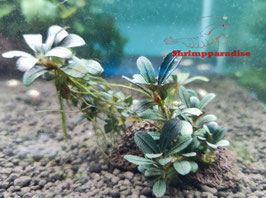 Bucephalandra 'Vulcan'