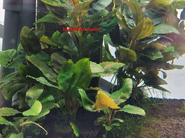 Bucephalandra 'Gajah Mada'