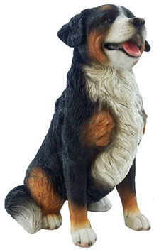 Berner Sennenhund sitzend