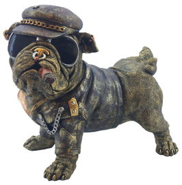 Bulldogge hebt Bein