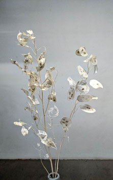 Lunaria   Silberlinge