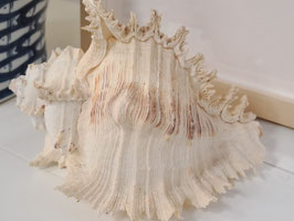 Warm White Decor Shell