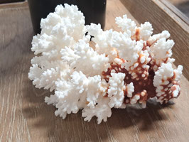 Decor White & Brown Coral