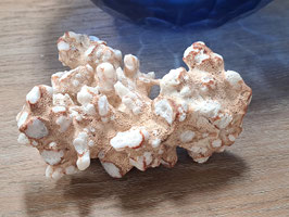 Decor White Coral