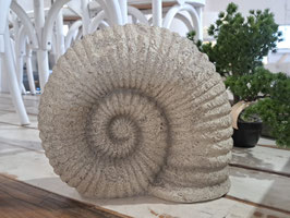 Decor Ammonite Fossil Shell