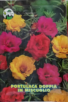BUSTA PORTULACA DOPPIA MISCUGLIO