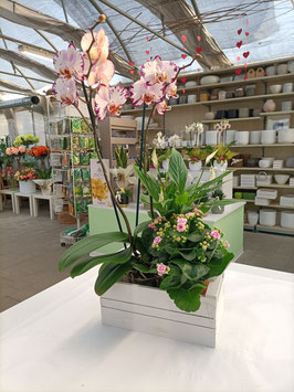 007 Orchidea composizione del fiorista