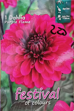 BUSTA BULBI DALIA FUCSIA