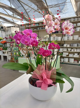 007 Orchidea composizione del fiorista con vaso 6/7 rami