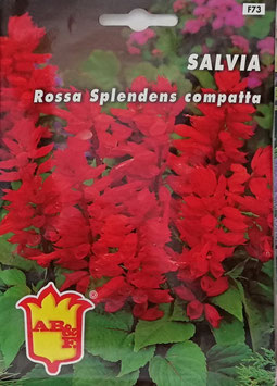 BUSTA SALVIA SPLENDIDA ROSSA