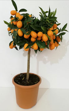 00113 PIANTA KUMQUAT MANDARINO CINESE h 70 cm circa