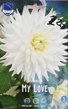 BUSTA BULBI DALIA BIANCO