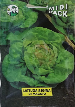 BUSTA LATTUGA REGINA DI MAGGIO