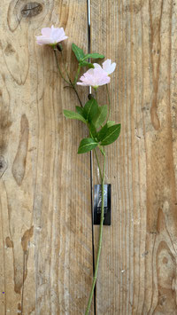 Mohn Zweig Rosa