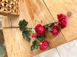 Chrysantheme