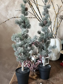 Zeder mit Zapfen klein