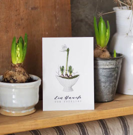 Postkarte Amaryllis