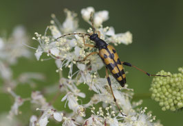 Les insectes terrestres | Di 9 juin, 14h00 - 16h00