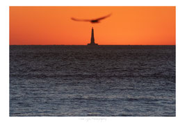 L'oiseau et le phare de Cordouan