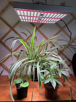 LED Panel für Gemüse, Kräuter oder Stecklinge