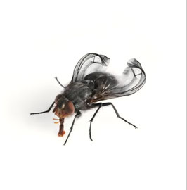 Terflies