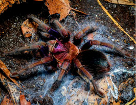 Phormictopus sp dominican purple