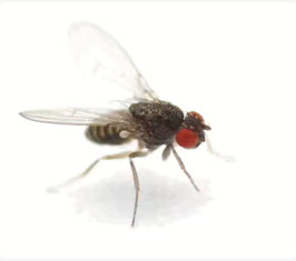 Drosophila ( flugunfähig)