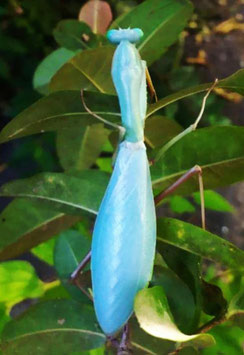 Hierodula Papua Blue