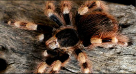Nhandu coloratovillosus