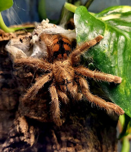 Avicularia minatrix