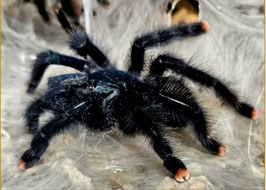 Avicularia avicularia