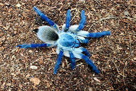 Monocentropus balfouri