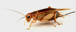 Steppengrillen micro