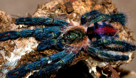 Ybyrapora diversipes