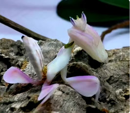 Hymenopus coronatus Orchideenmantis