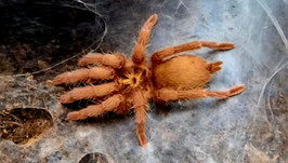 Neoholothele incei gold