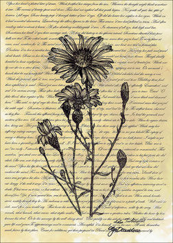 .Aster turbinellus Postkarte.