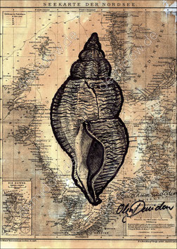 .Buccinum undatum Postkarte.