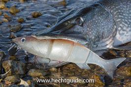 Die "Renke"   ist ein 35cm Swimbait mit wechselbarer Tauchschaufel