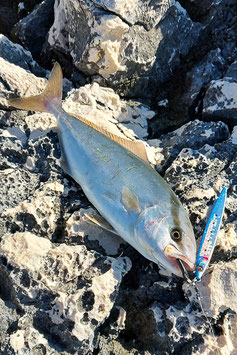 Shore Jigging Set